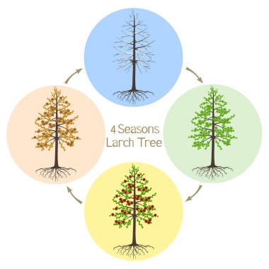 Beyaz arka planda dört mevsim dahurian gmelin karaçam ağacı.
