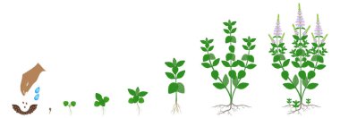 Beyaz arka planda izole edilmiş nane bitkisinin büyüme döngüsü.