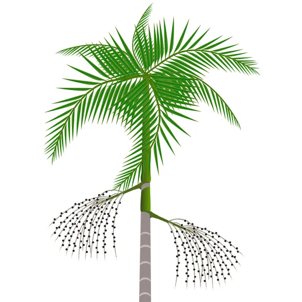 Açaí Palmeira Com Bagas Fundo Branco —  Vetores de Stock