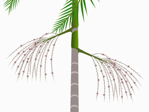 Beyaz Arka Planda Yaprakları Olan Çiçek Açan Bir Palmiye Ağacı — Stok Vektör