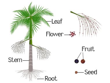 Beyaz arkaplanda acai palmiyesi parçalarını gösteren bir çizim.