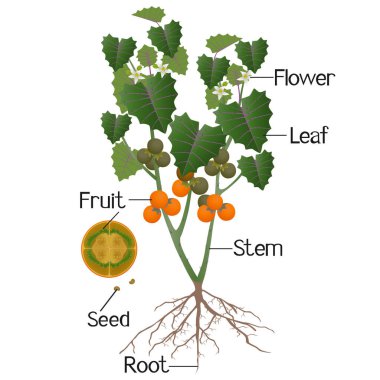 Beyaz arka planda Naranjilla bitkisinin parçaları.