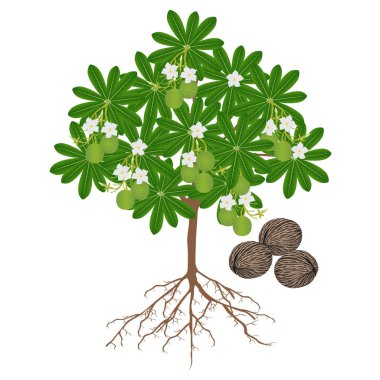 Beyaz arka planda çiçek açan ağaç othalanga Cerbera odollam meyvesi.