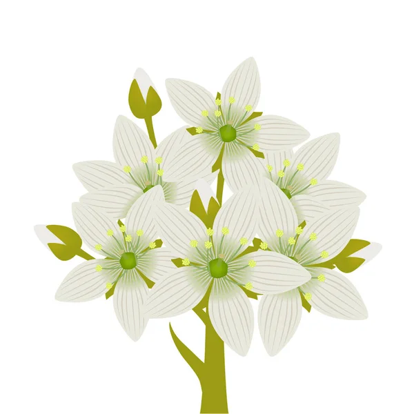 Fresh venus flytrap flowers on a white background.