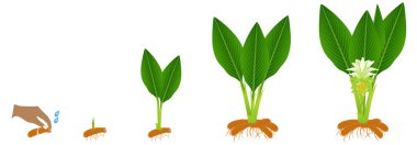 Beyaz zemin üzerinde uzun bir zerdeçal bitkisinin büyüme döngüsü.