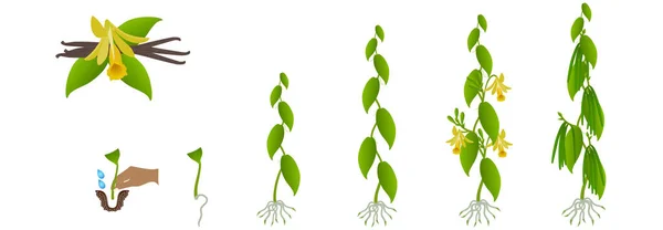 Siklus Pertumbuhan Tanaman Planifolia Vanili Pada Latar Belakang Putih Stok Vektor