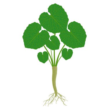 Beyaz arka planda yaprakları ve kökleri olan Wasabi bitkisi.