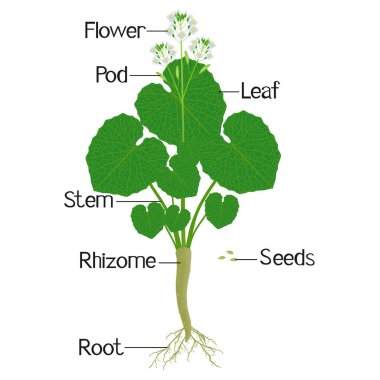 Wasabi eutrema japonica bitkisinin bir kısmı beyaz bir bitki üzerinde izole edilmiş..