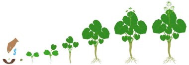 Wasabi eutrema japonica bitkisinin büyüme döngüsü beyaz arka planda izole edildi.