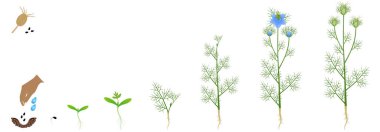 Nigella damaske bitkisinin büyümesi beyaz arka planda izole edildi.