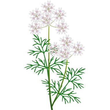 Beyaz arkaplanda kişniş çiçekleri olan bir dal.