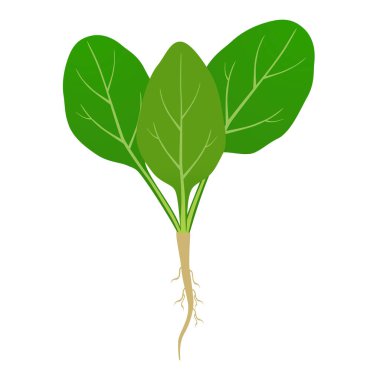 Beyaz arkaplanda kökleri olan ıspanak filizi.