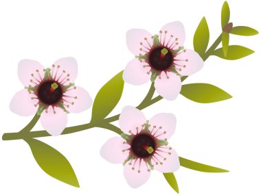 Beyaz arkaplanda çiçekli ve yapraklı Manuka dalı.