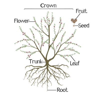 Beyaz arka planda Manuka bitkisinin parçaları.
