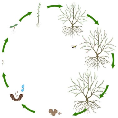 Beyaz arka planda Manuka bitkisinin yaşam döngüsü.