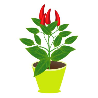 Beyaz arka planda meyveli kırmızı biber..