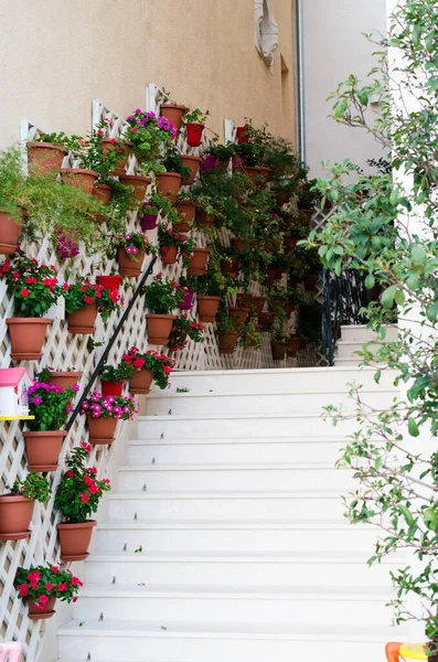 Beautiful Wall Flowers Perast Montenegro — Stock Photo, Image