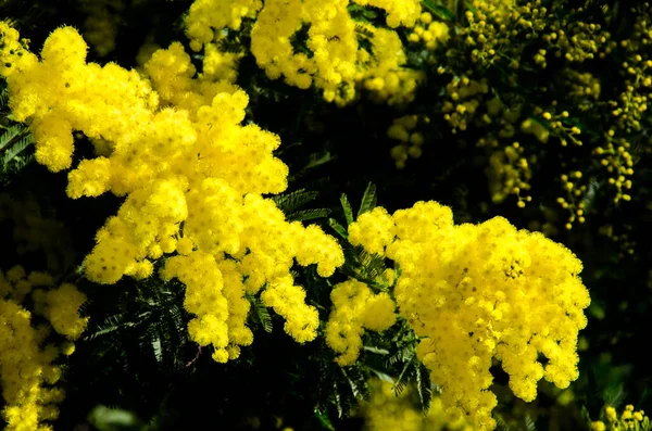 Schöne Blüte Der Mimosen Nahaufnahme Archivfoto — Stockfoto