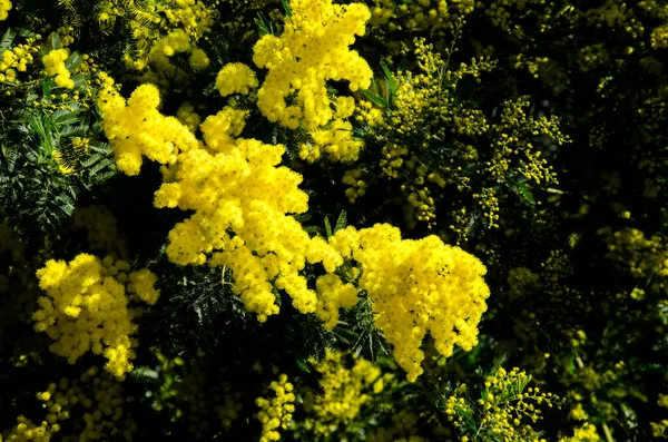 Yellow Flowers Mimosa Park Florence Italy Stock Photo — Stock Photo, Image