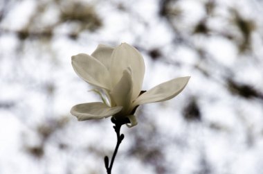 Gökyüzünün arka planında beyaz manolya tomurcuğu, stok fotoğrafı