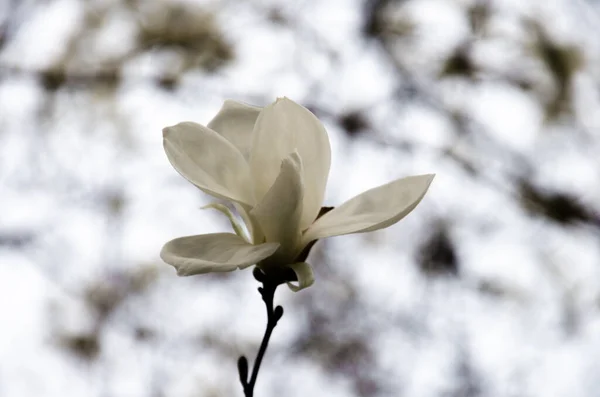 stock image White magnolia bud on the background of sky, stock photo