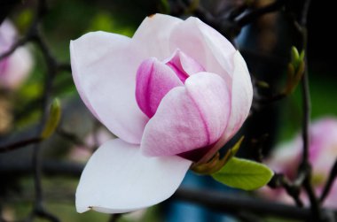 Pembe manolya makro yakın çekim fotoğrafı.