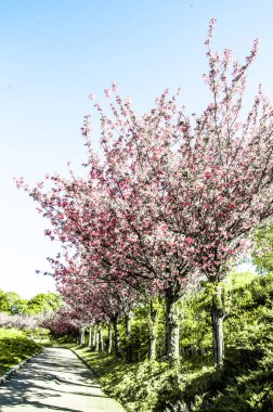 Pembe kiraz ağaçları sokak fotoğrafı.