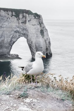 Normandie stok fotoğrafında kayanın kenarındaki martı. 