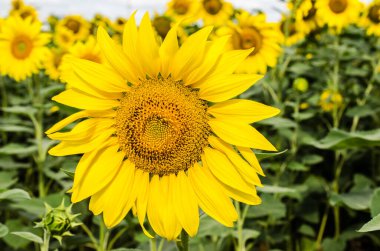 Mavi gökyüzü arka planında güzel ayçiçekleri..