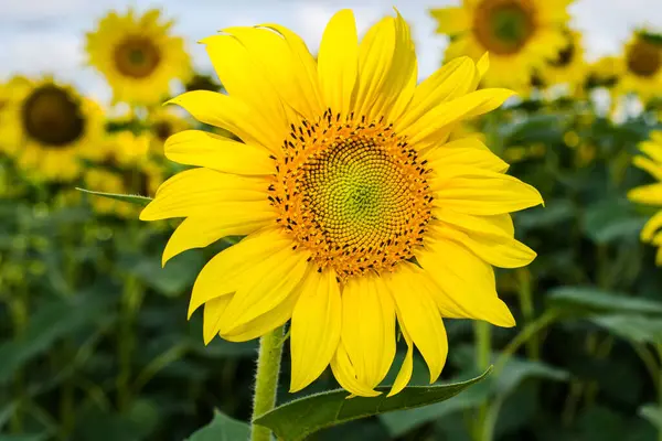 Sunflower Closeup Μακροεντολή Φωτογραφία Στο Πεδίο Royalty Free Εικόνες Αρχείου