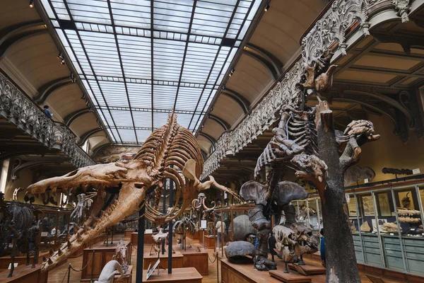 Paris France May 2022 Paris Natural History Museum Fossils Paleontology — Foto Stock