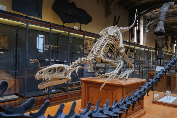 Paris France May 2022 Paris Natural History Museum Fossils Paleontology — Stok fotoğraf