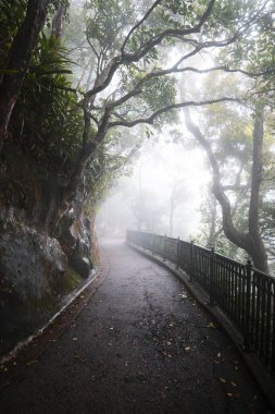 Hong Kong - 24 Nisan 2023: Victoria tepesindeki Lugard yolu sisle kaplı