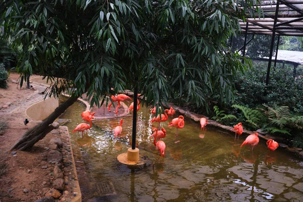 Hong Kong China April 2023 Group Pink Flamingos Hunting Pond — Stock Photo, Image