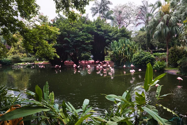 Гонконг Китай Апреля 2023 Года Группа Розовых Фламинго Охотится Пруду — стоковое фото