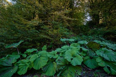 Bolu, Türkiye - 15 Ekim 2023: Petasite melezi, Suluklu Gölü Doğal Parkı 'ndaki tereyağı olarak da bilinir. 