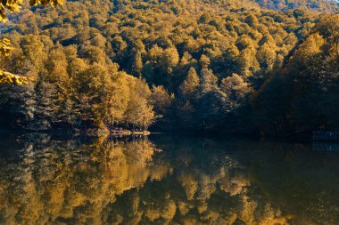 Bolu, Türkiye - 16 Ekim 2023: Yedigoller Milli Parkı 'ndaki sonbahar orman manzarası yansıması
