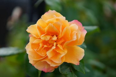 Large shrub peony rose