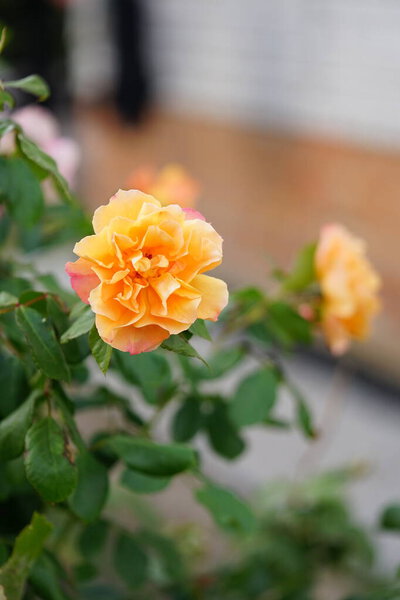 Large shrub peony rose