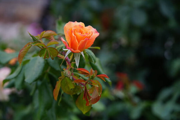Large shrub peony rose