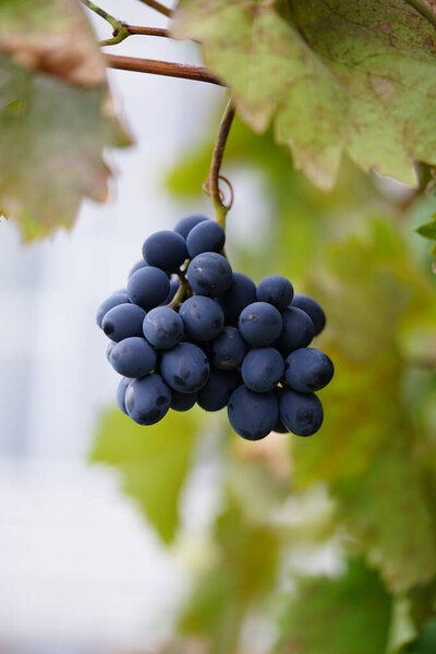 Grape clusters - the first harvest