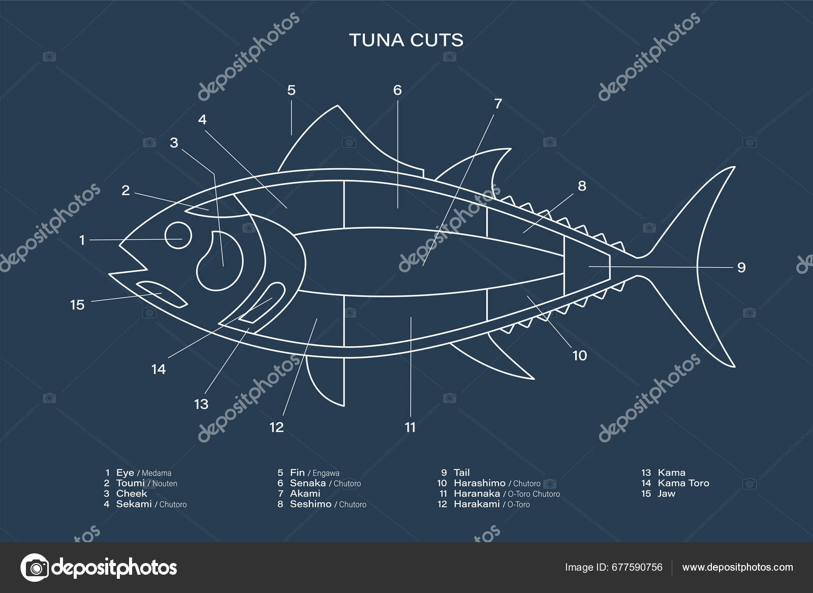 Tuna Cuts Line Diagram Blue Background Parts Tuna Japanese Style Stock  Vector by ©johndory 677590756