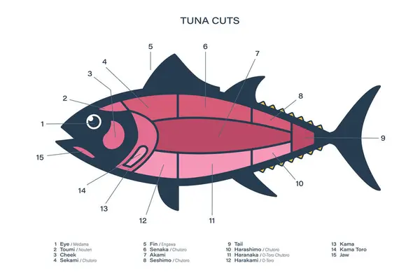 Diagram Krájení Tuňáků Části Tuňáka Japonský Styl — Stockový vektor