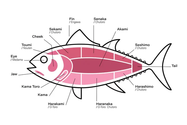 Schemat Cięcia Tuńczyka Części Tuńczyka Japoński Styl — Wektor stockowy