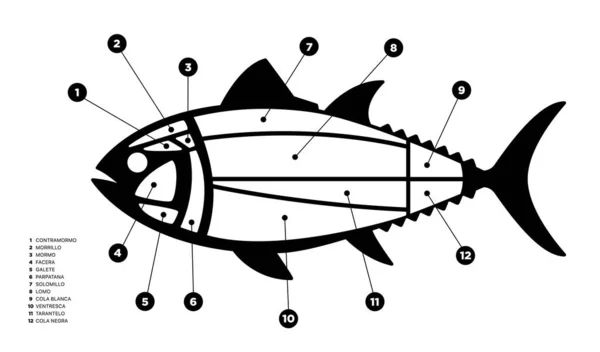Tuna Cuts Black White Diagram Ronqueo Parts Tuna Written Spanish — Stock Vector