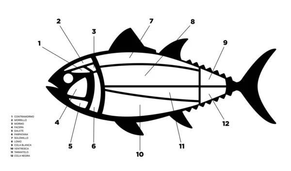 Tuňák Dělené Černobílé Schéma Ronqueo Části Tuňáka Napsané Španělštině — Stockový vektor