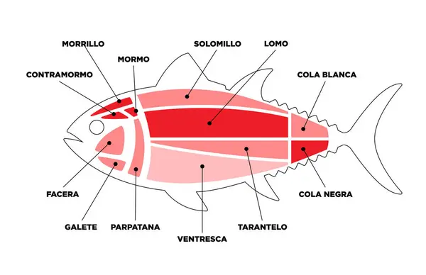 Tuna Cuts Line Diagram Ronqueo Parts Tuna Written Spanish — Stock Vector