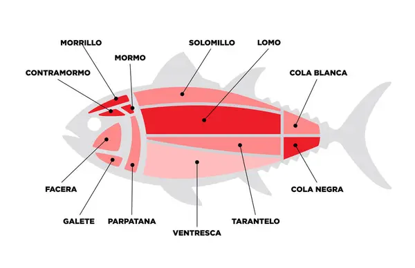 Diagram Řezu Tuňáka Ronqueo Části Tuňáka Napsané Španělštině — Stockový vektor