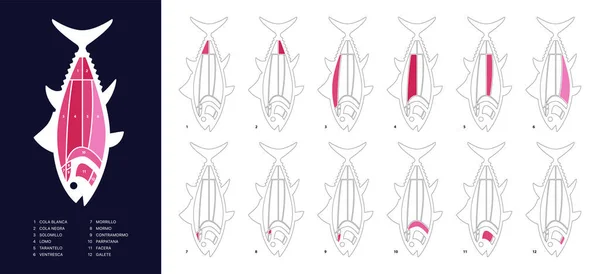 Brandneues Diagramm Der Thunfischschnitte Ronqueo Teile Des Thunfisches Auf Spanisch — Stockvektor