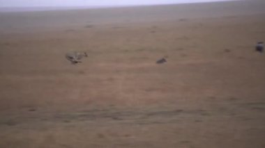 Bir çita bir yaban domuzu kovalıyor sonra yaban domuzu çitayı geri kovalıyor.